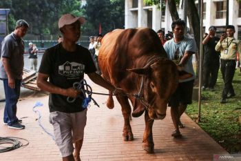 Penajam usul Labangka Barat terima bantuan hewan kurban Presiden
