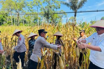 Polisi dan warga gelar panen raya jagung guna dukung ketahanan pangan