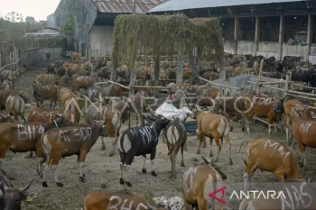 Kumpulan ucapan Idul Adha 2025 yang penuh makna dan menyentuh hati