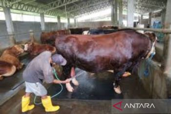 NTB salurkan 159 hewan kurban kepada 10 kabupaten/kota