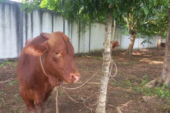Warga Tanah Datar meninggal dunia ditendang sapi kurban