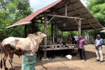 Sabang terima dua ekor sapi kurban jenis Brahman dan Limousin dari Presiden