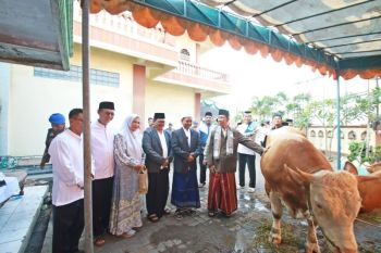 Pemkab Serang salurkan sapi kurban Presiden ke Masjid Baitul Muslimin
