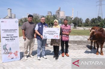 SMBR salurkan 13 ekor sapi kurban di tiga wilayah operasional