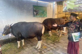Sapi kurban bantuan Presiden dibagi ke lintas agama di Sanur Kauh