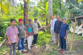 Penyembelihan hewan Kurban di Pasaman tahun ini sebanyak 1.983 ekor