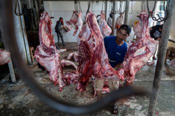 7.372 ekor hewan kurban di Idul Adha 1446 H disembelih di Tangerang