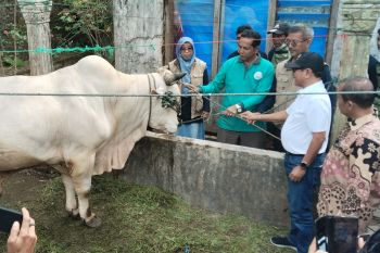 Pemkab Padang Pariaman pantau pelaksanaan pemotongan hewan kurban dari Presiden