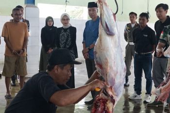 Pemkot Kediri: Ditemukan cacing hati pada organ hewan kurban