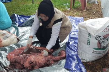 Pemprov Bengkulu pastikan sapi kurban Presiden Prabowo sehat