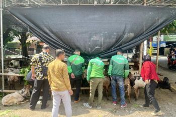 Ratusan kambing dibagikan kepada Mitra Pengemudi sebagai bentuk apresiasi Grab dalam Idul Adha