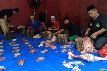 Majelis Nuruz Zholam kurban sapi dan kambing untuk Yatim dan Dhuafa