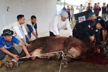Dumai sembelih satu ekor Sapi Kurban dari Presiden Prabowo berbobot 750 Kg