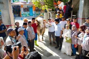 Sapi kurban Presiden di Sulteng disalurkan ke warga penyintas bencana