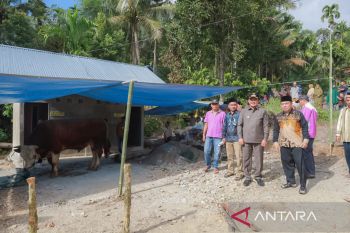 Presiden Prabowo salurkan satu ekor 1 Sapi kurban 800 Kg di Pasaman