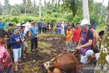 Wako Pariaman pantau pelaksanaan pemotongan hewan kurban Presiden RI