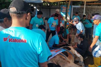 Kokola Group dan Mamah Dedeh salurkan kurban di Ciamis