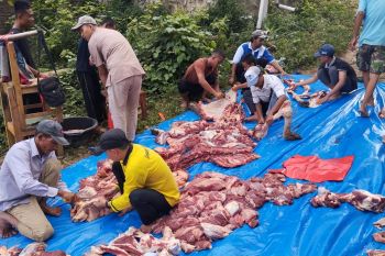 Kurban meningkat, ribuan berkah mengalir dari Pondok Tahfizh Menara Sembilan