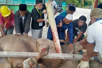 BKM Masjid Agung Biak membagikan 600 kupon daging kurban Presiden Prabowo