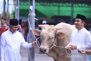 Pemkot Solok pantau pemotongan hewan kurban dari Presiden RI