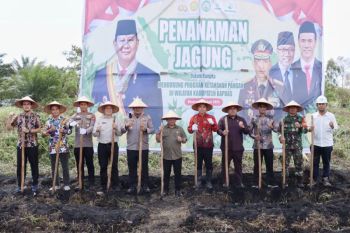 Legislator Kapuas dukung percepatan swasembada jagung