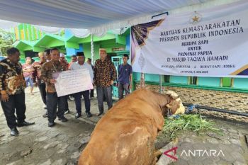 Pemprov Papua sebut 2.172  hewan kurban aman dikonsumsi