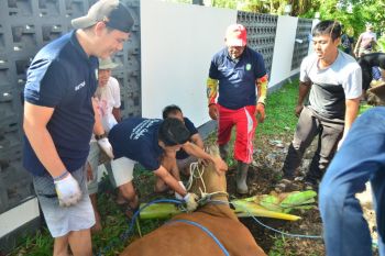 Semangat berbagi, Sekretariat DPRD Kotim berkurban empat sapi