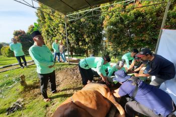 PGE Ulubelu salurkan 39 hewan kurban untuk masyarakat Tanggamus
