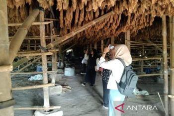 Tembakau Deli warisan sejarah