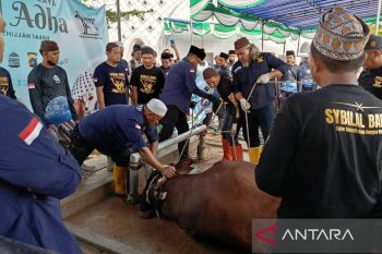 DPKP Babel pastikan daging hewan kurban sehat