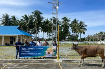 DSLNG salurkan 19 ekor sapi kurban sambut Idul Adha 1446 H