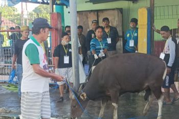 Daging kurban memperkuat toleransi di Biak