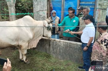 Jumlah pemotongan hewan kurban di Padang Pariaman meningkat jadi 2.246 ekor