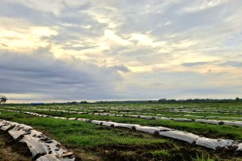 Gubernur Lampung optimalkan aplikasi KPB untuk dukung hilirisasi pertanian