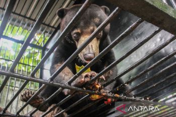Warga Kota Palangka Raya serahkan seekor Beruang Madu