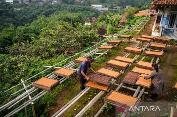Harga tembakau di Sumedang turun