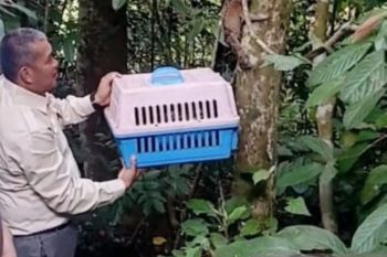 BKSDA Jambi lepas liarkan dua ekor kukang ke Cagar Alam Durian Luncuk