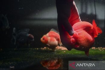 Realisasi kredit program sektor kelautan dan perikanan triwulan