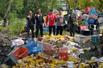 Karantina Riau musnahkan 25,9 ton mangga ilegal hasil tangkapan Bea Cukai di Bengkalis