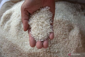 Indonesia plans single-price rice policy starting 2026