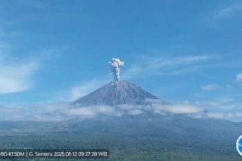 Gunung Semeru erupsi empat kali dengan tinggi letusan hingga 1.000 meter