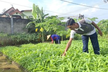 Lapas Kediri manfaatkan lahan untuk tanaman sayuran