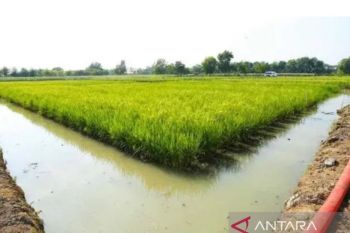 Pemprov Kaltim maksimalkan lahan rawa untuk swasembada pangan