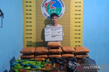 Polres Pasaman ringkus pengedar narkotika dan sita  11 paket ganja