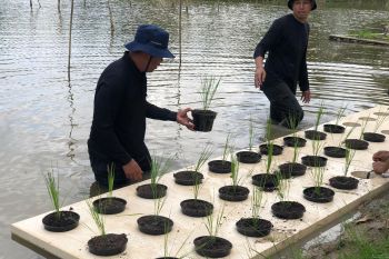 Dinas Pertanian Sumsel uji coba budi daya padi apung, gunakan lahan 9 hektare di JSC