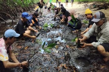 DLH Parigi-Moutong puji aksi FKPAPT tanam 1.000 mangrove