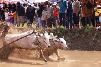 Pacu Jawi tradisi perekat persatuan dan daya tarik wisata di Tanah Datar