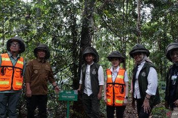 Hutan Bernafas di Jantung Tambang