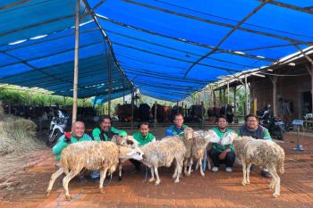 Ratusan ekor kambing dibagikan ke mitra pengemudi Grab