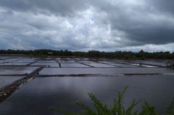Empat hektare sawah di Sinjai terancam gagal panen karena banjir
